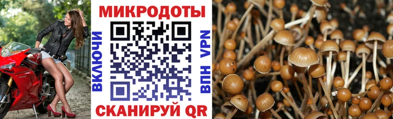 Галлюциногенные грибы Psilocybine cubensis  Купить  Вилючинск 